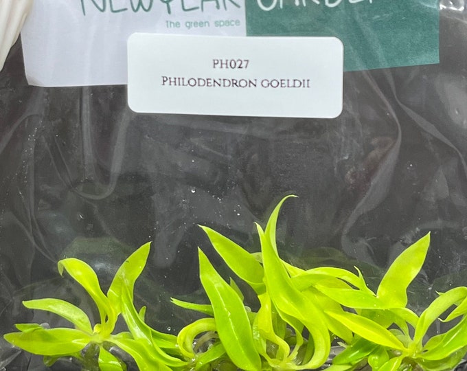 Philodendron ring of fire gold (5 plantlets/bag) Tissue culture