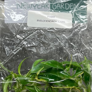 Philodendron joepii (5 plantlets/bag) Tissue culture