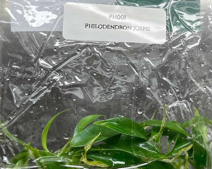 Philodendron joepii (5 plantlets/bag) Tissue culture