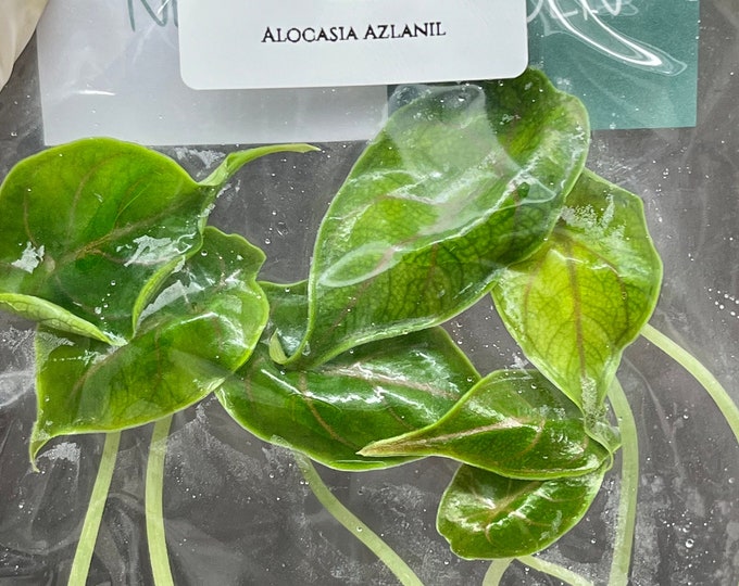 Alocasia Azlanii (5 plantlets/bag) Tissue culture