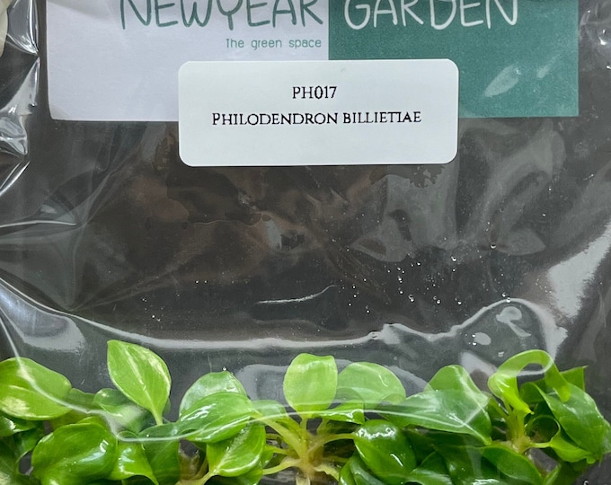 Philodendron billietiae (5 plantlets/bag) Tissue culture