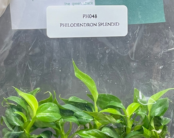 Philodendron Splendid (5 plantlets/bag) Tissue culture