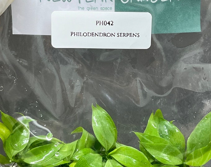 Philodendron serpens (5 plantlets/bag) Tissue culture