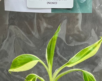 Musa Pink Variegated (NoNo) (1 plantlet/bag) Tissue culture