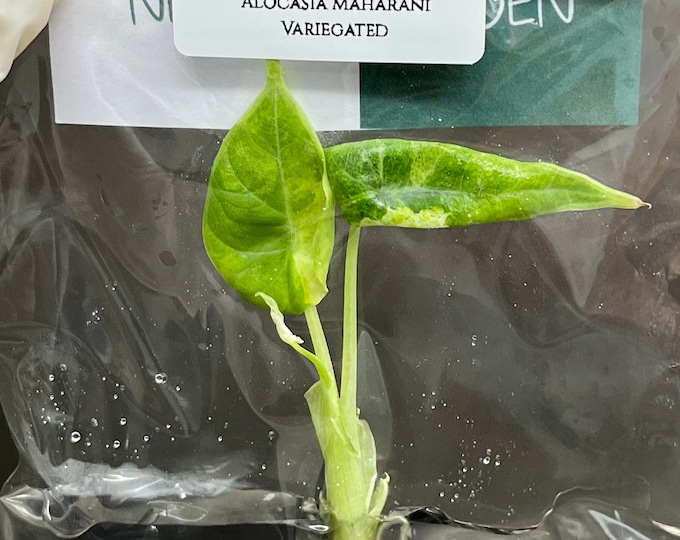 Alocasia Maharani Aurea Variegated (1 plant/bag) Tissue Culture