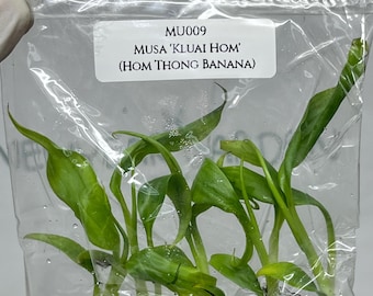 Musa 'Kluai Hom' (Hom Thong Banana) Tissue Culture (5 items/bag)