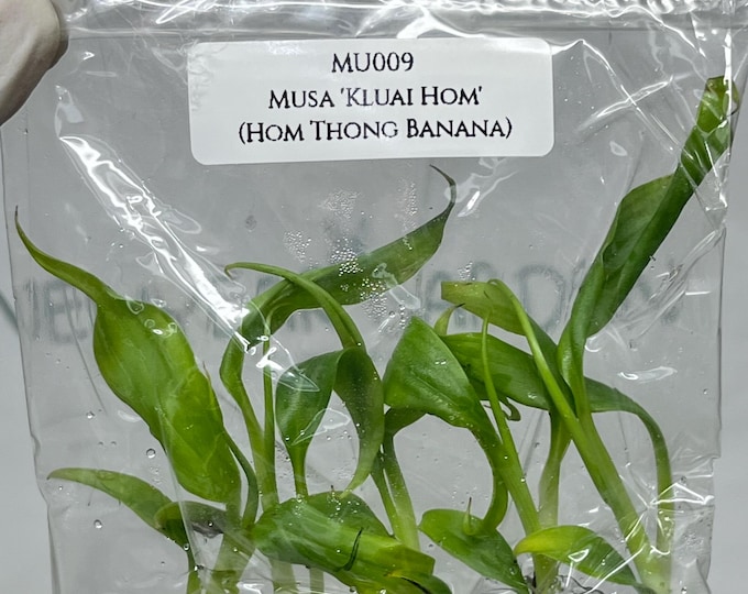 Musa 'Kluai Hom' (Hom Thong Banana) Tissue Culture (5 items/bag)