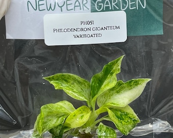 Philodendron Giganteum Variegated Tissue Culture (1 item/bag)