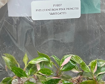Philodendron pink princess Variegated (5 plantlets/bag) Tissue culture