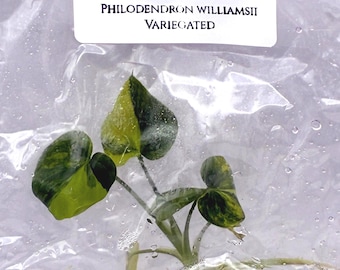 Philodendron Williamsii Variegated Tissue Culture (1 item/bag)