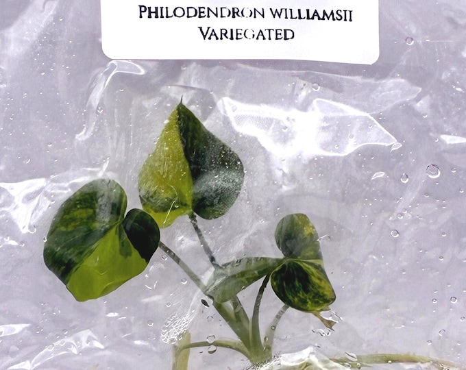 Philodendron williamsii Variegated (1 plantlet/bag) Tissue culture