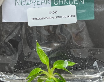 Philodendron spiritus sancti (1 plantlet/bag) Tissue culture