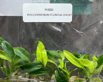 Philodendron Florida Ghost (5 plantlets/bag) Tissue culture