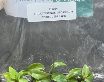 Philodendron gloriosum white vein back (5 plantlets/bag) Tissue culture
