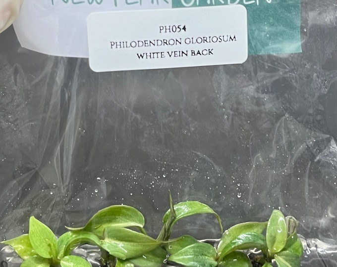 Philodendron gloriosum white vein back (5 plantlets/bag) Tissue culture