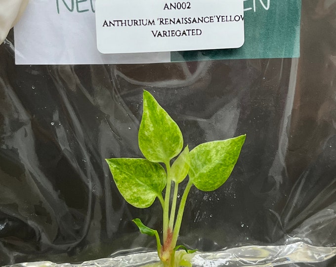 Anthurium 'Renaissance'Yellow Var. (1 plantlet/bag) Tissue culture