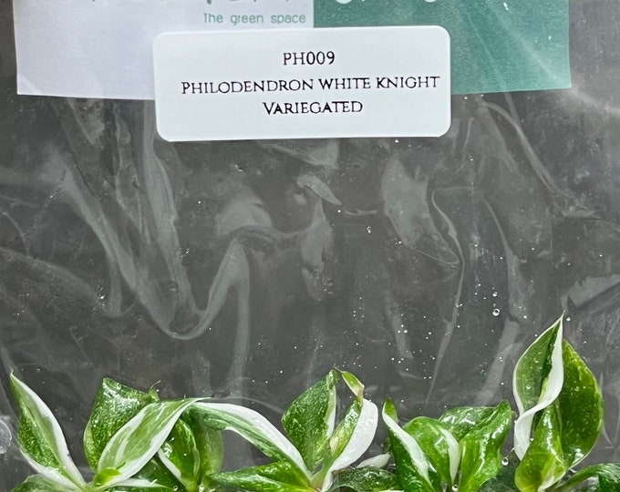 Philodendron white knight Variegated (5 plantlets/bag) Tissue culture