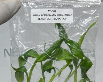 Musa Acuminata ‘Kluai Khai' (Kasetsart Banana 2) Tissue Culture (5 items/bag)