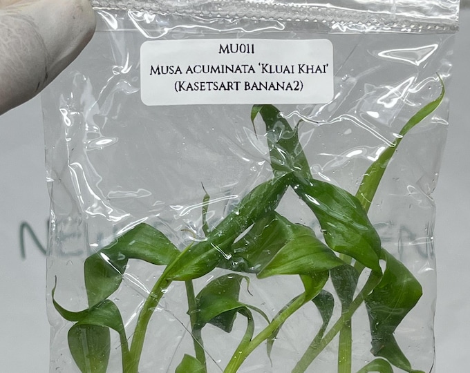 Musa Acuminata ‘Kluai Khai' (Kasetsart Banana 2) Tissue Culture (5 items/bag)