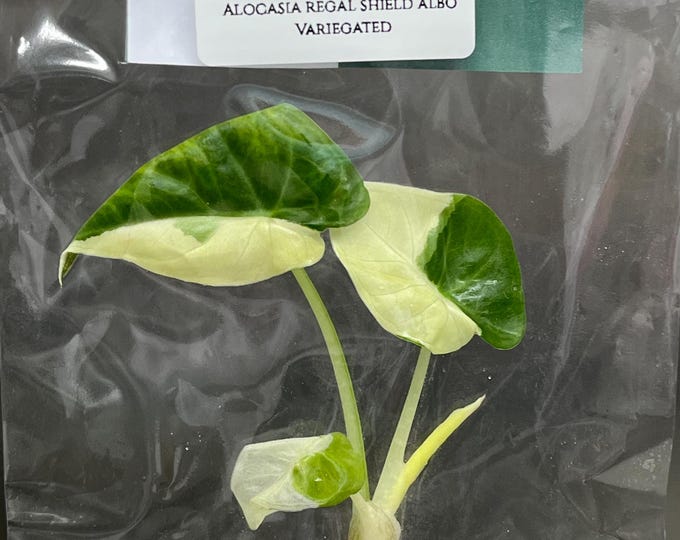 Alocasia regal shield albo Variegated (1 plantlet/bag) Tissue culture