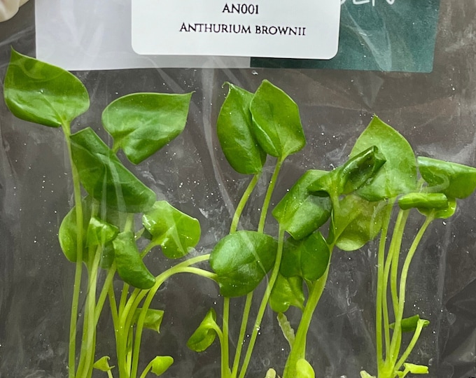 Anthurium Brownii (5 items/bag) Tissue Culture