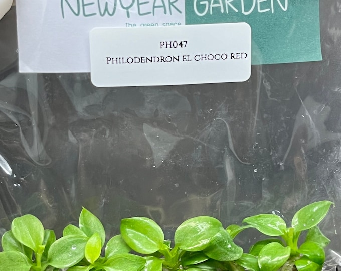 Philodendron el choco red (5 plantlets/bag) Tissue culture