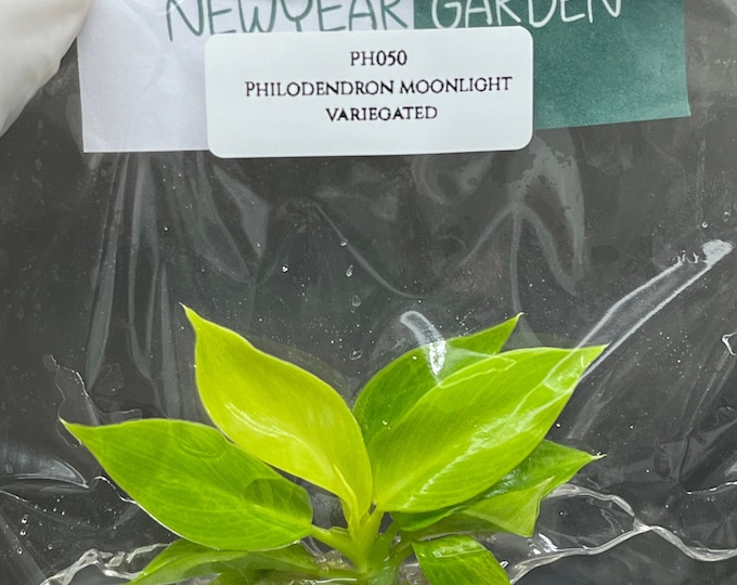 Philodendron moonlight variegated (1 plantlet/bag) Tissue culture