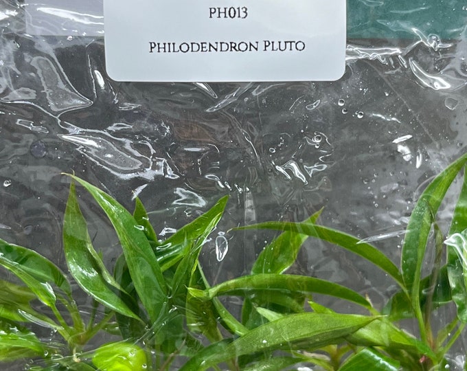 Philodendron Pluto (5 plantlets/bag) Tissue culture