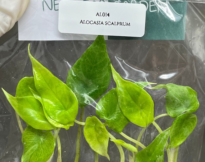 Alocasia scalprum (5 plantlets/bag) Tissue culture