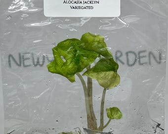 Alocasia Jacklyn Mystic Variegated Tissue Culture (1 item/bag)
