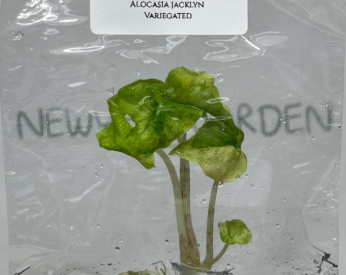 Alocasia Jacklyn Variegated (1 plant/bag) Tissue Culture