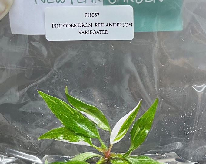 Philodendron red anderson variegated (1 plantlet/bag) Tissue culture