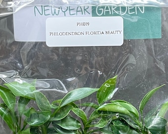 Philodendron Florida Beauty (5 plants/bag) Tissue Culture