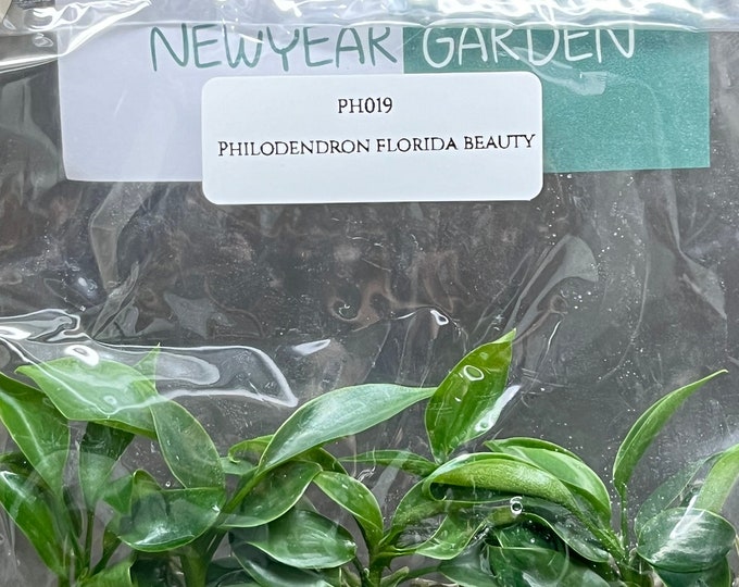 Philodendron florida beauty (5 plantlets/bag) Tissue culture