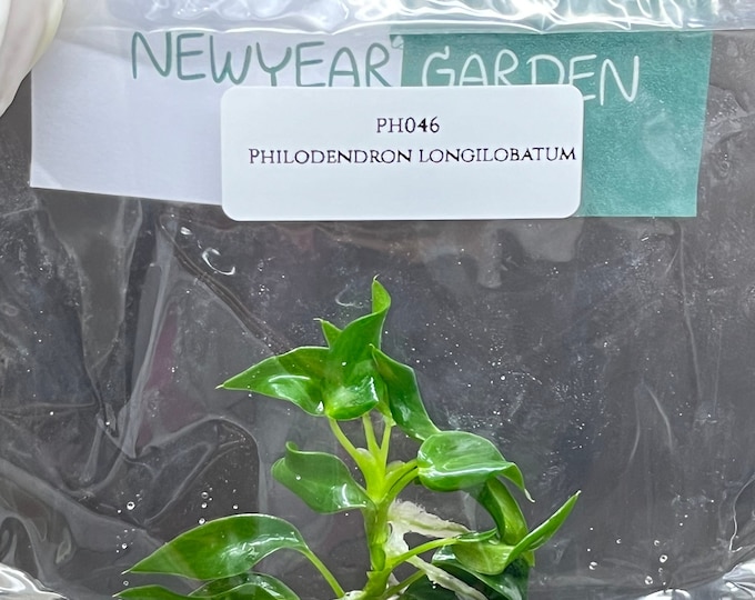 Philodendron longilobatum lelano miyano (1 plantlet/bag) Tissue culture