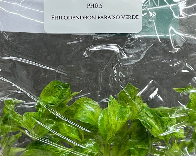 Philodendron paraiso verde (5 plantlets/bag) Tissue culture