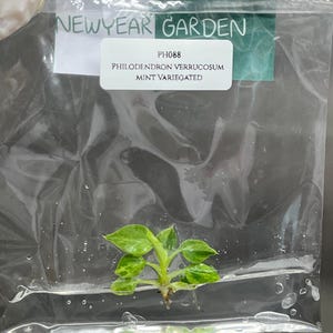 Philodendron verrucosum mint Variegated (1 plantlet/bag) Tissue culture