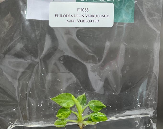 Philodendron verrucosum mint Variegated (1 plantlet/bag) Tissue culture