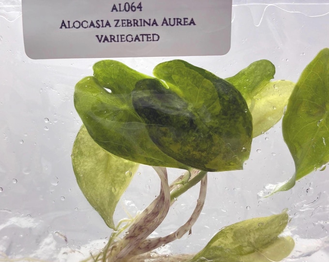 Alocasia Zebrina Aurea Variegated (1 plantlet/bag) Tissue culture