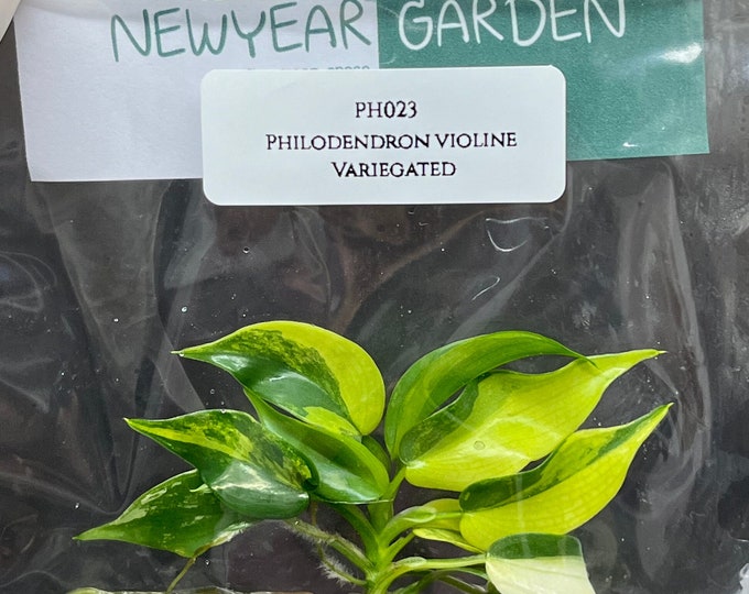 Philodendron violine Variegated (1 plantlet/bag) Tissue culture