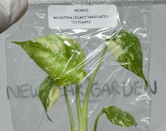 Monstera Legacy Variegated 'T.H.Plants' Tissue Culture (1 item/bag)