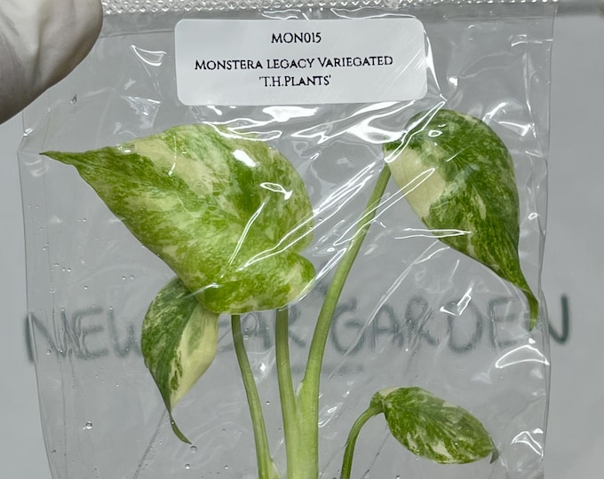Monstera Legacy Variegated 'T.H.Plants' Tissue Culture (1 item/bag)