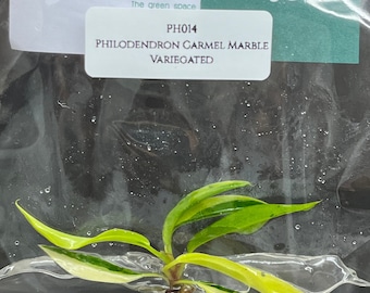 Philodendron Carmel Marble Variegated (1 plantlet/bag) Tissue culture