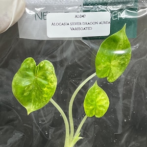 希少 アロカシア アズラニー オーレア やっとアロカシア・アズラニーに完璧な葉っぱが出た！ : r/alocasia