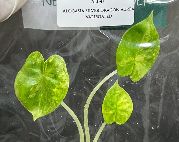 Alocasia silver dragon aurea Variegated (1 plantlet/bag) Tissue culture