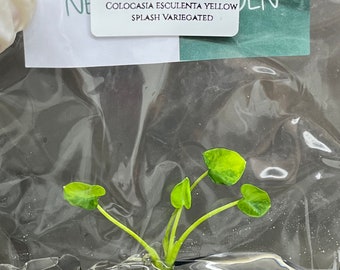 Colocasia esculenta yellow splash Variegated (1 plantlet/bag) Tissue culture