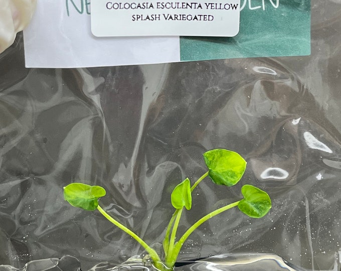 Colocasia esculenta yellow splash Variegated (1 plantlet/bag) Tissue culture