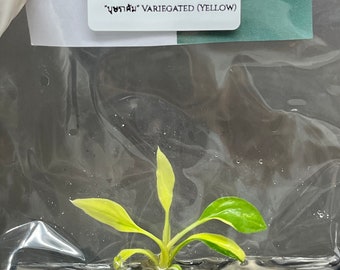 Homalomena rubescens Var. (Yellow) (1 plantlet/bag) Tissue Culture