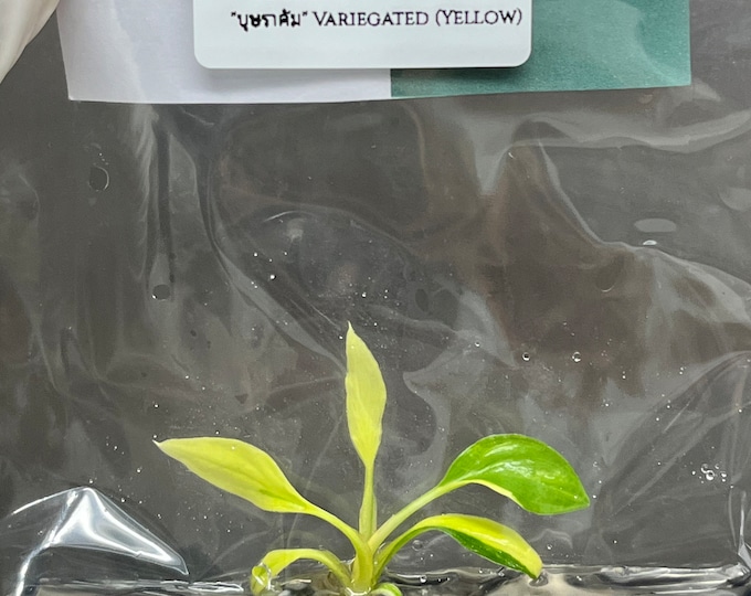 Homalomena rubescens Var. (Yellow) (1 plantlet/bag) Tissue Culture