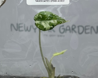 Alocasia Black Velvet Variegated  (Pink-Albo) (1 plant/bag) Tissue Culture